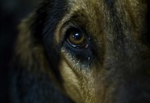 Recoleta llevará al Ministerio Público denuncias de violencia sexual contra perros en la vía pública