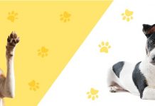 Quilicura: Programa de Adiestramiento Canino Macrosector Lo Ovalle