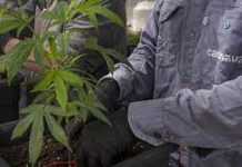 Argentina entregó primeros lotes de cannabis medicinal producidos en el país